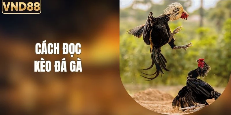 Cách Đọc Kèo Đá Gà Chuẩn Xác Khi Tham Gia Tại VND88 4 Cách Đọc Kèo Đá Gà Chuẩn Xác Khi Tham Gia Tại VND88