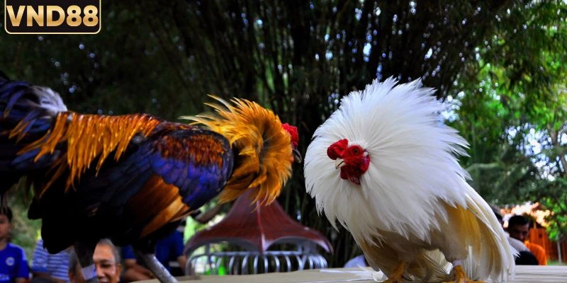 Kèo Trên Kèo Dưới Đá Gà Và Cách Phân Tích Hiệu Quả 2 Hiểu rõ về kèo trên kèo dưới đá gà trực tuyến