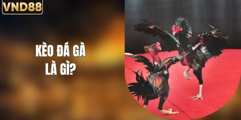 Kèo Đá Gà Là Gì Và Những Loại Hình Cược Trong Chọi Kê 5 Kèo Đá Gà Là Gì Và Những Loại Hình Cược Trong Chọi Kê