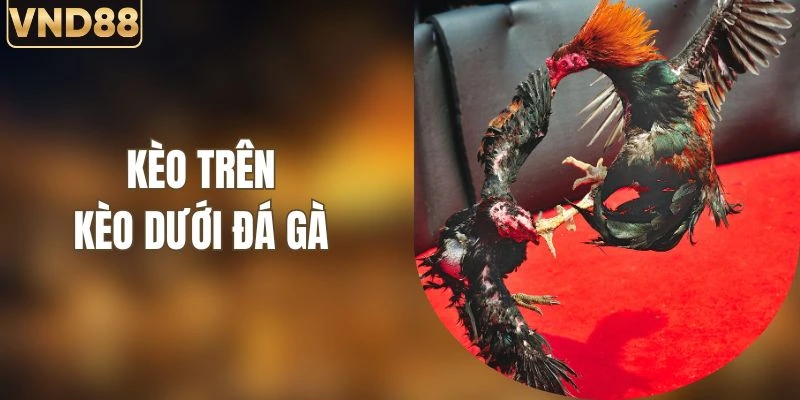 Kèo Trên Kèo Dưới Đá Gà Và Cách Phân Tích Hiệu Quả 3 Kèo Trên Kèo Dưới Đá Gà Và Cách Phân Tích Hiệu Quả
