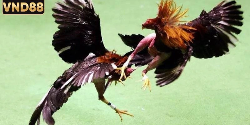 Kinh Nghiệm Chơi Đá Gà Thomo Hiệu Quả Cho Người Mới 2 Kinh nghiệm chơi đá gà Thomo vô cùng cần thiết