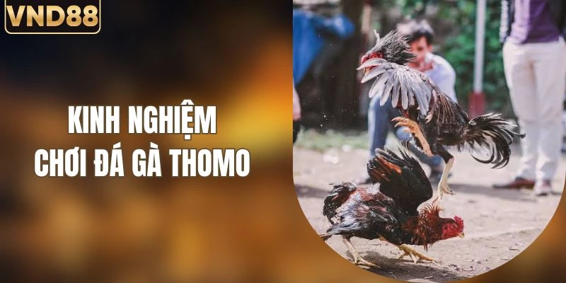 Kinh Nghiệm Chơi Đá Gà Thomo Hiệu Quả Cho Người Mới 1 Kinh Nghiệm Chơi Đá Gà Thomo Hiệu Quả Cho Người Mới