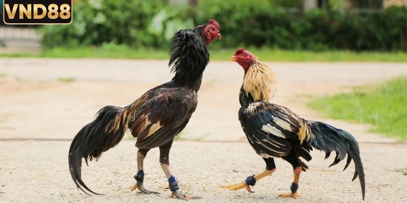 Kèo Trên Kèo Dưới Đá Gà Và Cách Phân Tích Hiệu Quả 4 Người chơi cần lưu ý khi soi kèo trên kèo dưới