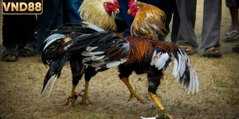 Kinh Nghiệm Chơi Đá Gà Thomo Hiệu Quả Cho Người Mới 4 Người chơi cần lưu ý khi tham gia cá cược chọi kê Thomo