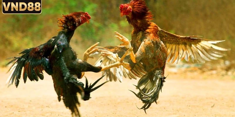 Tỷ Lệ Cược Đá Gà Trực Tuyến Với Cách Chọn Kèo Hiệu Quả 3 Những dạng tỷ lệ cược đá gà online phổ biến